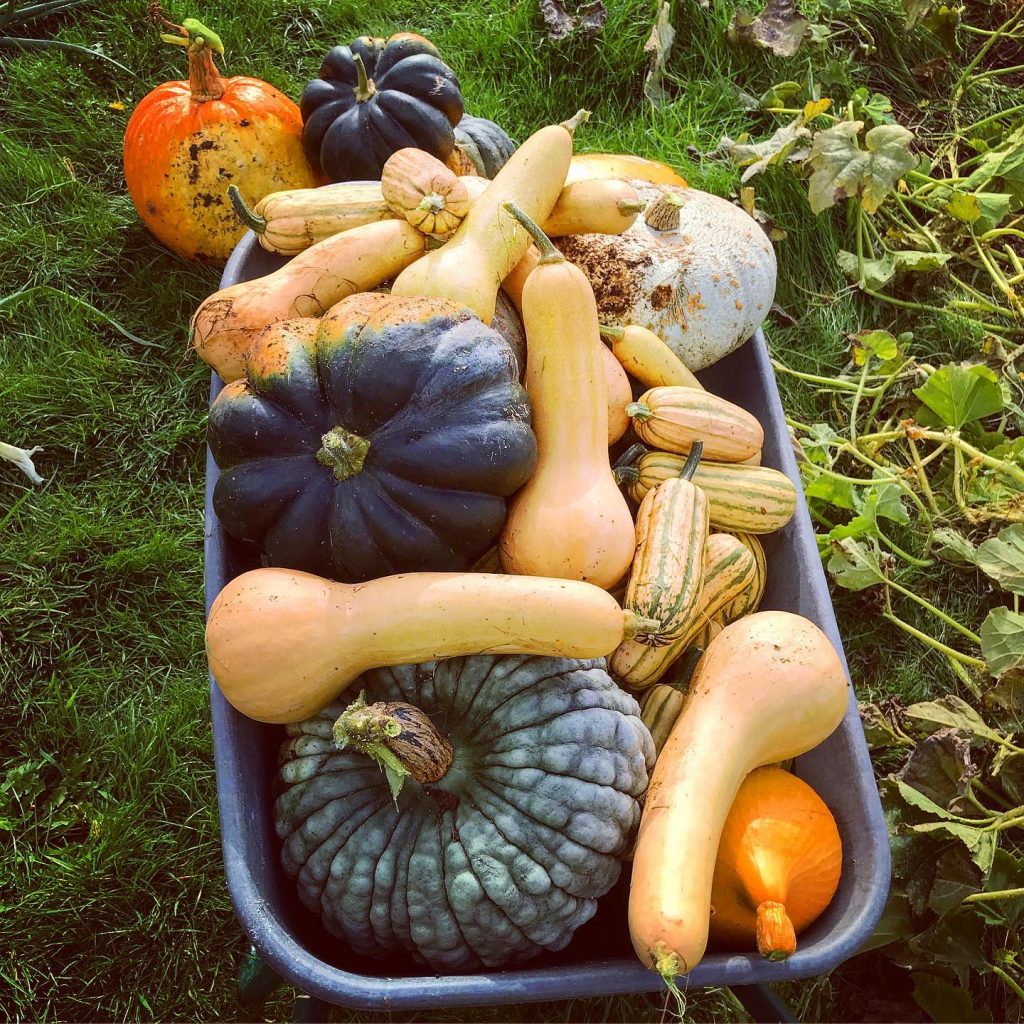 A photograph of a wheelbarrow full of squash and pumpkins in aesthetically pleasing oranges, blacks, whites, peaches and greens. 